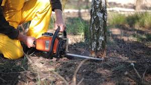 Best Palm Tree Trimming  in Vley, AL