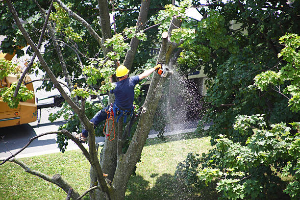 Best Tree Disease Treatment  in Vley, AL